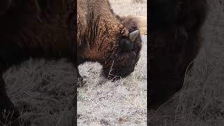 big fella eating some grass at the Wichita Mountain Refuge in Oklahoma