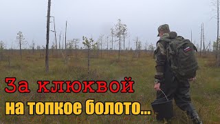 За клюквой на топкое болото