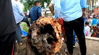 Strong wind uproots trees at @Super_Market DIMAPUR, near Hotel SARAMATI