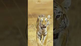 What makes white coloration in tigers ? #nature #shorts