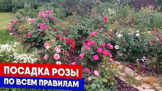 Посадка розы по всем правилам