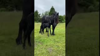 Be strong baby 🥺 Best Animals compilation 2021| #shorts | Top Viral Animal Videos