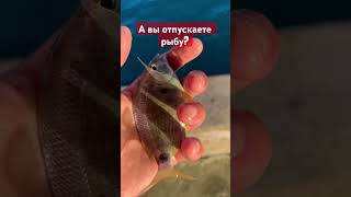 А вы отпускаете рыбу?? #music #typebeat #beats #fishing #рыбалка #поймал_отпусти