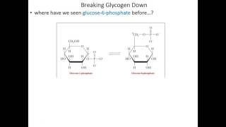 Lecture 17A - Making and Breaking Glycogen