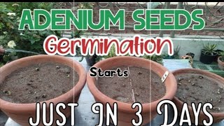 Adenium seeds | Germination starts just in 3 Days | secret revealed| #shorts