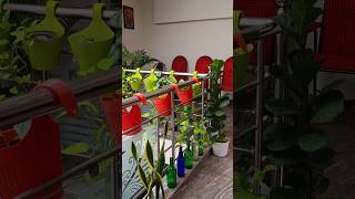 indoor plants 💚 #youtubeshorts #gardening #gardeningvideos #kerala #garden #gardenflowers