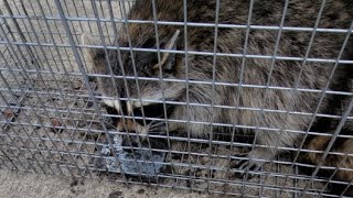 Racoon Caught in cage