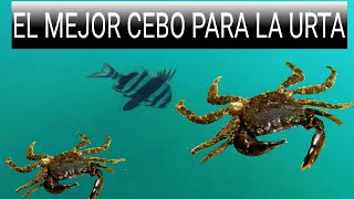 EL MEJOR CEBO PARA LA URTA,CAPTURA Y SUELTA DE URTA,PESCA DESDE KAYAK