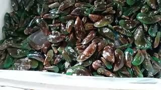 Supplier Kerang Hijau Wilayah Banyumas dan Purwokerto wa 0895806253000