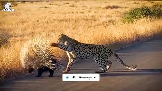 cheetah vs Sahil fight #wildlife #short #animals #viral