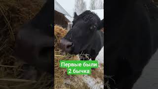 1 день весны🌷 ждём 1 отел🐮 #сельскийобъектив #веснавдеревне #жизньвдеревне #абердин #ангус #кнопа