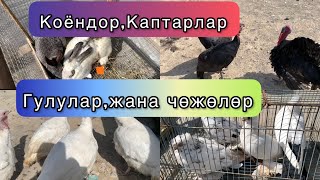 ИНКУБАТОР 90жумурткалуу жана Жем бааларында тарттык! Кызыл-Кыя Тоок базары. 09.04.2023