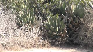 SHAW AGAVE