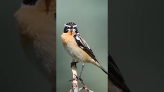 Winchat - Mărăcinar mare(Saxicola rubetra)perched on a stick in Sărata River Valley #birdsofmoldova