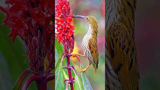 Beautiful spider hunter.. #birds #birdcalling #birdspecies #nature #birdwatch #beautifulbird #wild