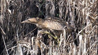 Tarabuso camminata - Bittern walk (Botaurus stellaris)