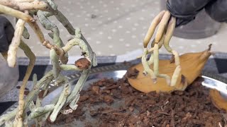 Спокойная себе пересадка 💆🏻‍♀️ Relaxing repotting🪴