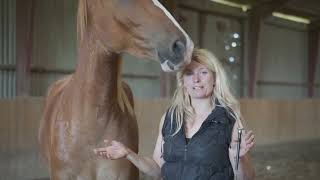 Columbo Natural Horsemanship Riding & Liberty Training Part Two