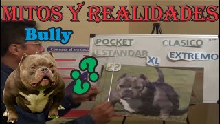 AMERICAN BULLY ¿? MITOS Y REALIDADES