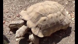 TORTOISE Reading Practice (NO VERBAL CUES)