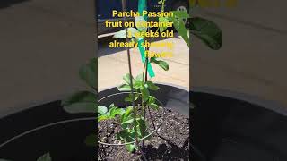 Parcha passion fruit 3 weeks old in container showing flowers#shorts