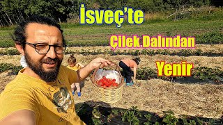 İsveç'te Dalından Çilek Topladık / 1.5 kg Çilek için 300 Sek Ödedik