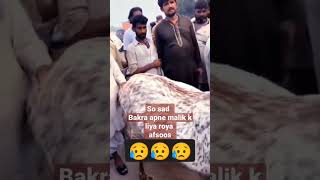 😭😭 video Kitna bejuban Janwar 😭🥺😭👇hai aur kitni apni malish se Mohabbat Karta hai,😢😢😢😭