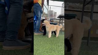 Lovely Poodles at dog show #poodle #dog #shorts