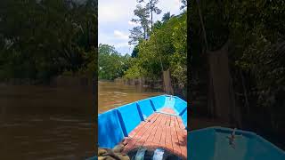 Membelad di Hulu Sungai, Mukah, Sarawak..(30/10/2022)