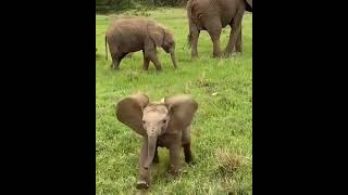 Cute baby Elephant 😘😘