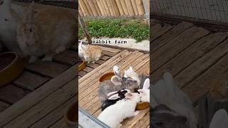 Rabbit farm #cuterabbitvideos #eatingrabbit #shortfeed