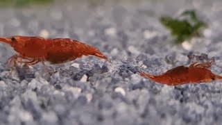 Why are cherry shrimps keep dying? 3 top reasons why neocaridina cherry shrimp die