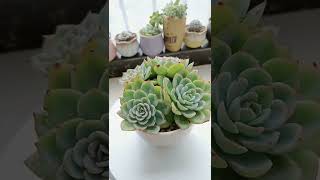 Satisfying Succulent Diy #92