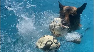 German Shepherd playing with balls in pool