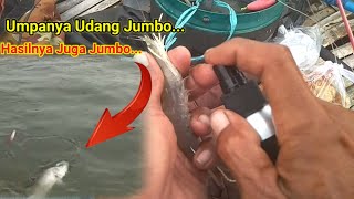 Edan!! Mancing pake umpan udang jumbo, Ikan jadi cepat tergoda, Parfum neuroattractant always strike