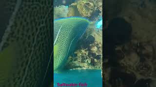 Saltwaterfish #fishing #saltwaterfishtank #travel