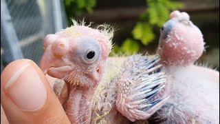 Matching baby cockatiels in the nest