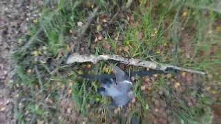 Охота на лесного голубя/вяхиря с подхода. Hunting wood pigeon.