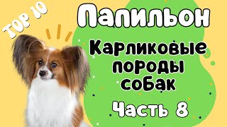 Порода ПАПИЛЬОН! Что нужно знать о породе, прежде чем завести щенка!