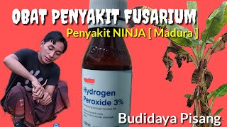 CARA MENGOBATI PENYAKIT FUSARIUM KE-2 || HYDROGEN PEROXIDE (H2O2) || BUDIDAYA PISANG