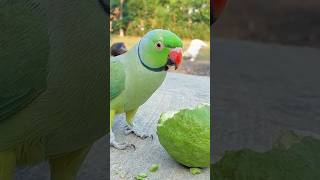 Happy Parrot Sounds #happy #cute #Ringneck