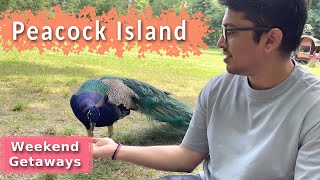 Trip to Peacock Island | Best places near Berlin | Pfaueninsel