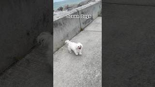 Ocean Dogs - Slowed #shorts