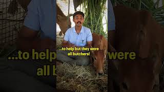 They were eagerly awaiting! #cow #rescuedanimal #sanctuary #animalrescue #viral #inspiration