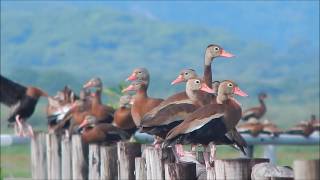 Black-bellied Whistling Duck | Dendrocygna autumnalis