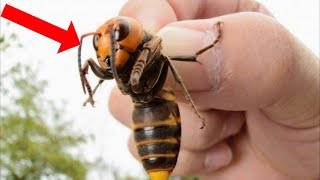 10 Insects You Should RUN AWAY FROM!