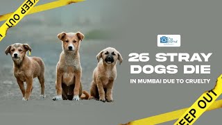 26 #StrayDogs Die in Mumbai Due to Cruelty |#animalprotection #animalactivist #doglovers #straydog