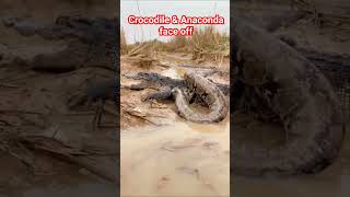 #crocodile and #anaconda face off