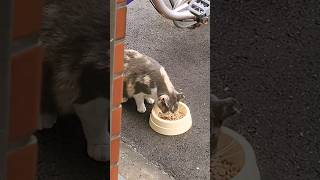 猫ちゃん、夕食を食べた際に、覗きれました