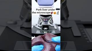 Pork liver under the microscope #microscope #shortfeed #shorts #fyp #porkliver